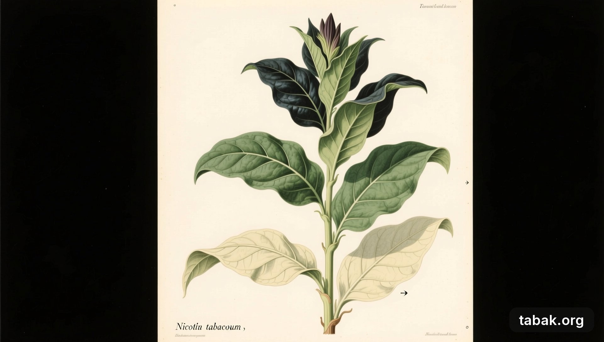Blattetagen der Zigarrentabakpflanze – Botanische Illustration einer einzelnen, gekopften Zigarrentabakpflanze in Seitenansicht